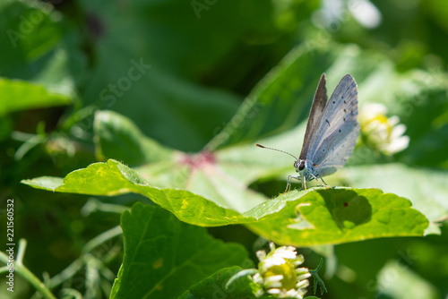 Silver Studded Blue Butterfly.  ( Plebejus Argus) © John