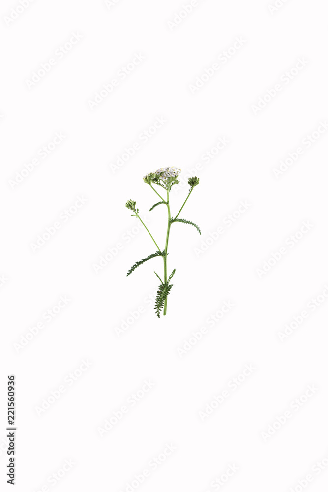 Yarrow flower isolated at white background Yarrow flower isolated at white background