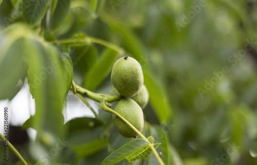 Walnut tree with unripe fruits (Juglans regia). Walnut tree (Juglans regia) branch with fruit