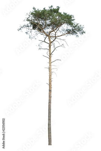 to isolate pine trees that have grown up in the forest forest. Isolated Scots pine that grew in the woods on a white background. Scotch pine (Pinus sylvestris) tree isolated on white background