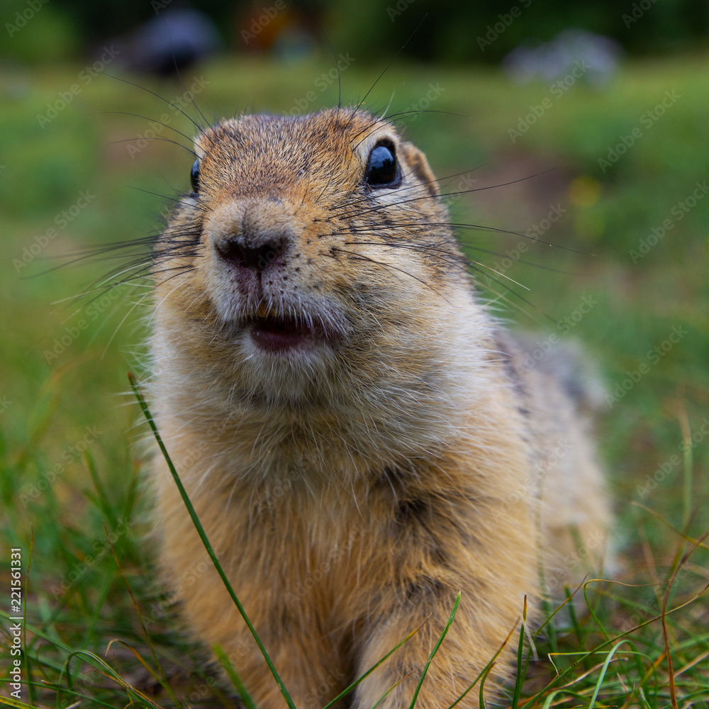 Rodent in wild nature looking into camera. close-up gopher photo Rodent in wild nature looking into camera. close-up gopher photo