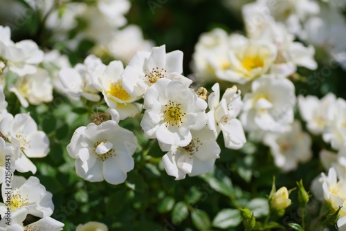 Spring roses in various varieties