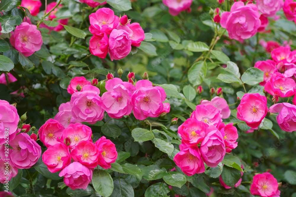 Spring roses in various varieties
Spring roses in various varieties