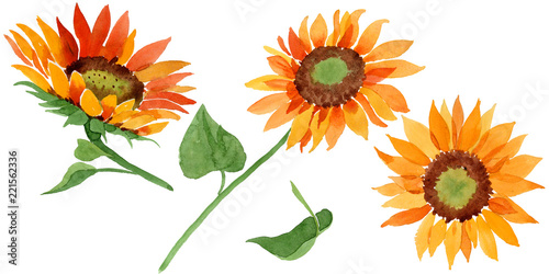 Watercolor orange sunflower flower. Floral botanical flower. Isolated illustration element. Aquarelle wildflower for background, texture, wrapper pattern, frame or border. © yanushkov
