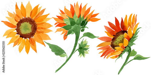 Watercolor orange sunflower flower. Floral botanical flower. Isolated illustration element. Aquarelle wildflower for background, texture, wrapper pattern, frame or border. © yanushkov