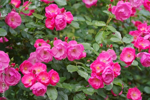 Fototapeta Naklejka Na Ścianę i Meble -  Spring roses in various varieties

