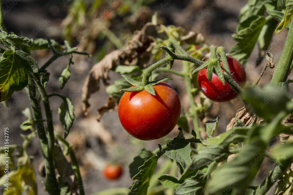 The red tomato in the garden.