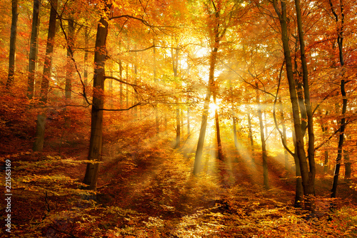 Autumn, Beech Tree Forest, Sunbeams through Fog, Leafs Changing Colour