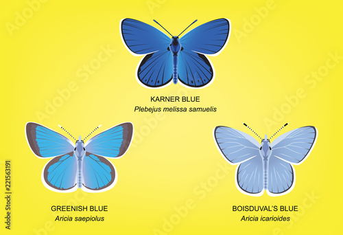 Photography Butterfly Blue Set Vector Illustration