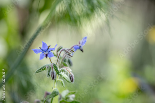 Borretsch Blume im Garten, Nahaufnahme mit Textfreiraum