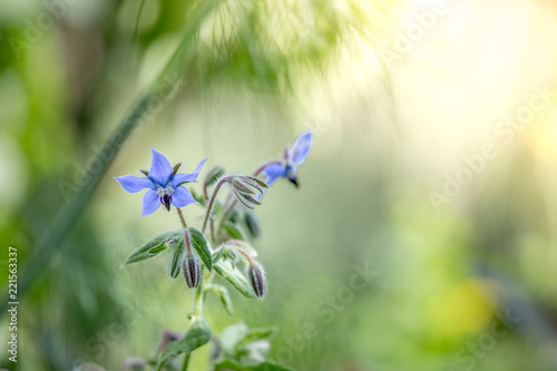 Borretsch Blume im Garten, Nahaufnahme mit Textfreiraum