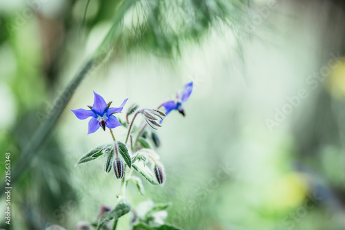 Borretsch Blume im Garten, Nahaufnahme mit Textfreiraum