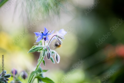 Borretsch Blume im Garten, Nahaufnahme mit Textfreiraum