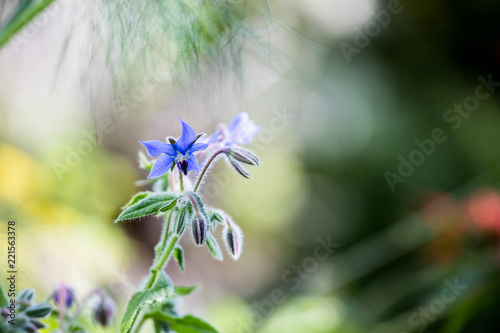 Borretsch Blume im Garten, Nahaufnahme mit Textfreiraum