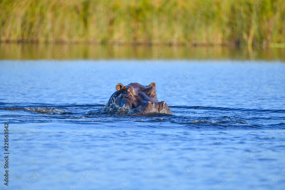 Nilpferd im Chobe River