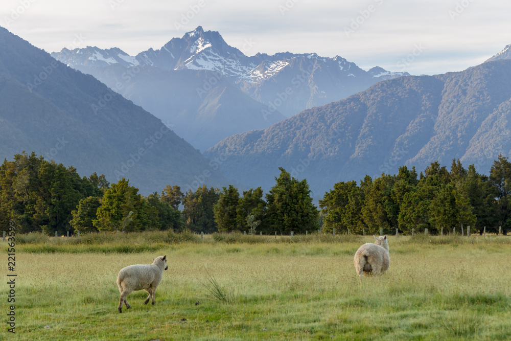 Fototapeta premium Sheep over Fox Mount New Zealand natural landscape background