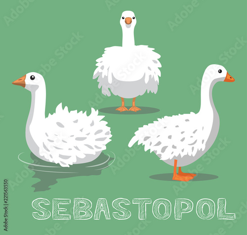 Domestic Goose Sebastopol Cartoon Vector Illustration