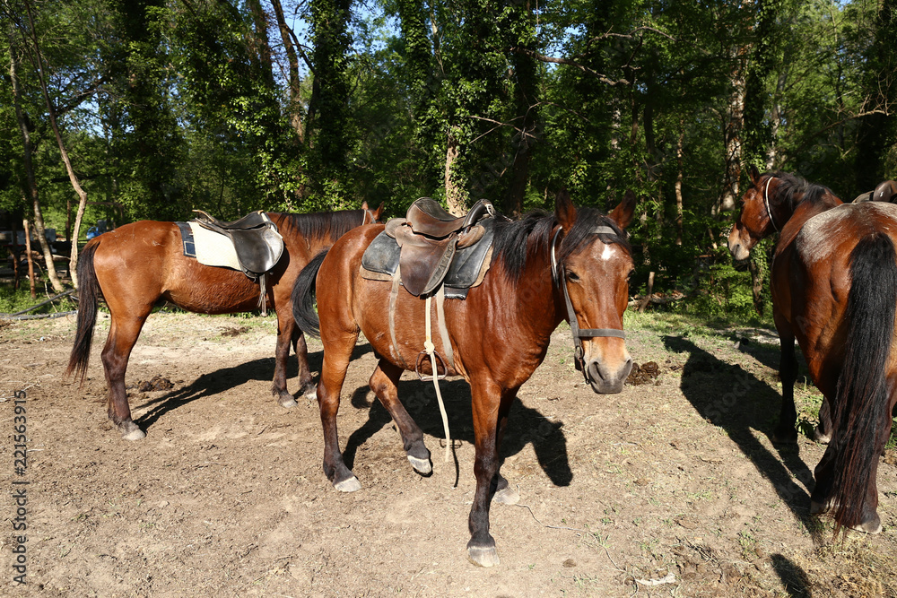 Horse Horse