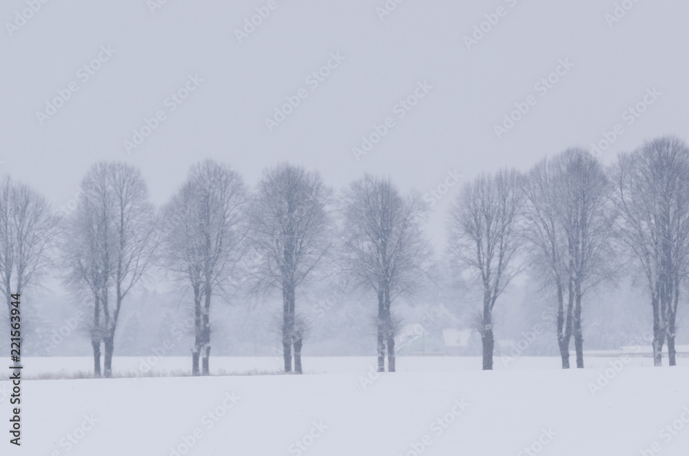 WINTER LANDSCAPE - Fields and trees covered with snow WINTER LANDSCAPE - Fields and trees covered with snow