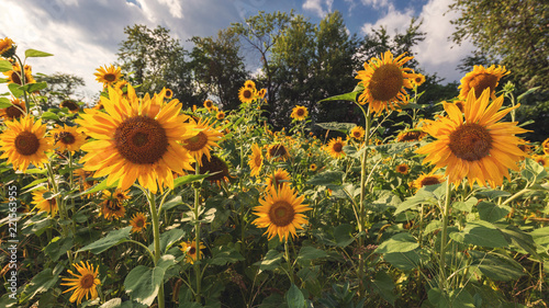 Fototapeta Naklejka Na Ścianę i Meble -  Sunflowers on a field in the sun
