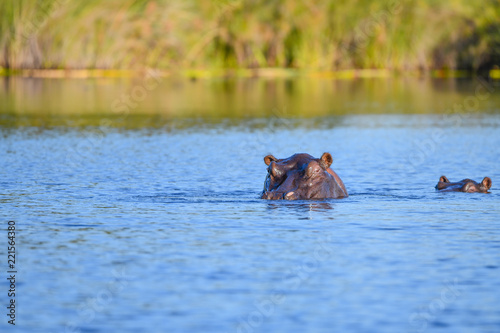 Nilpferd im Chobe River