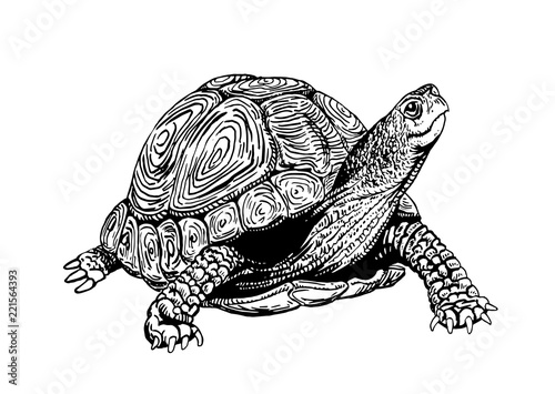 Graphical tortoise isolated on white background,vector sketchy illustration  photo