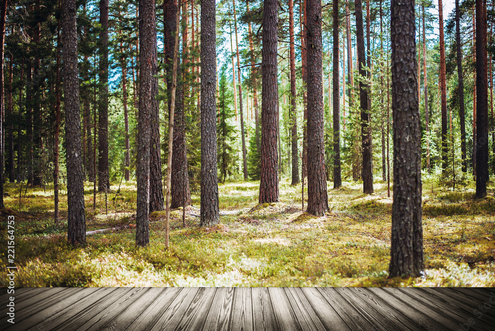 Fototapeta premium Wild forest panorama