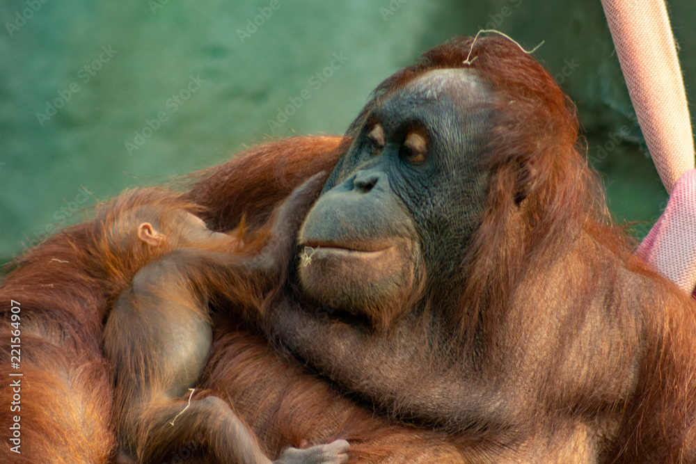 Naklejka premium Mutter und Kind