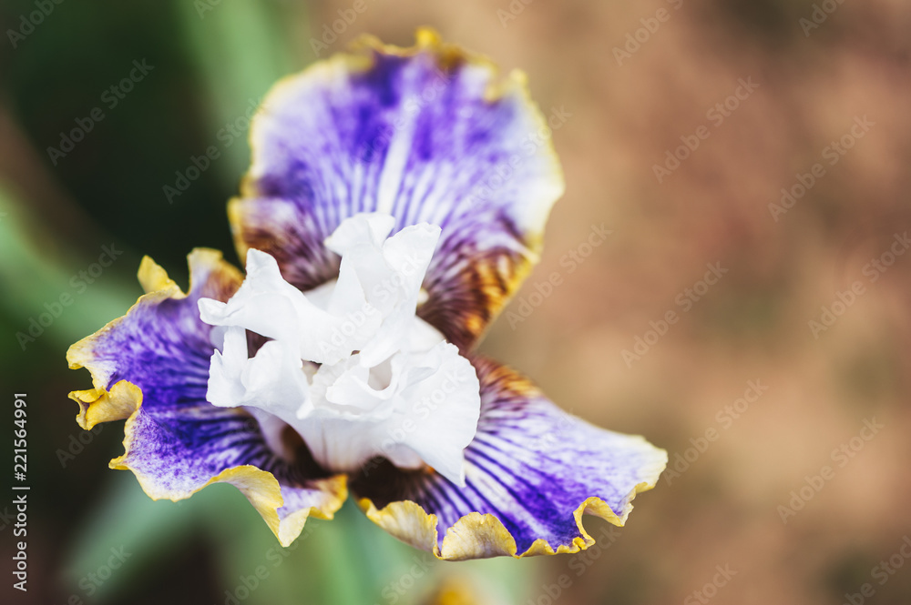 Iris blanc violet et jaune Stock Photo