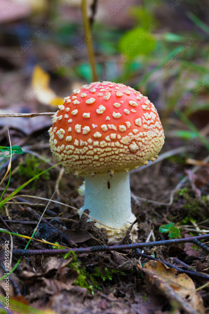 The alone agaric mashroom among the grass and old leaves in the forest. The natural summer or autumn landscape The alone agaric mashroom among the grass and old leaves in the forest. The natural summer or autumn landscape