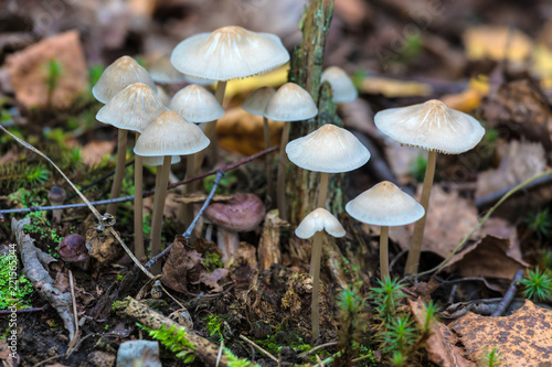 The family or colony of grebe or toadstool mashrooms among the grass and old leaves in the forest. The natural summer or autumn landscape