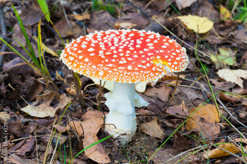 The alone agaric mashroom among the grass and old leaves in the forest. The natural summer or autumn landscape