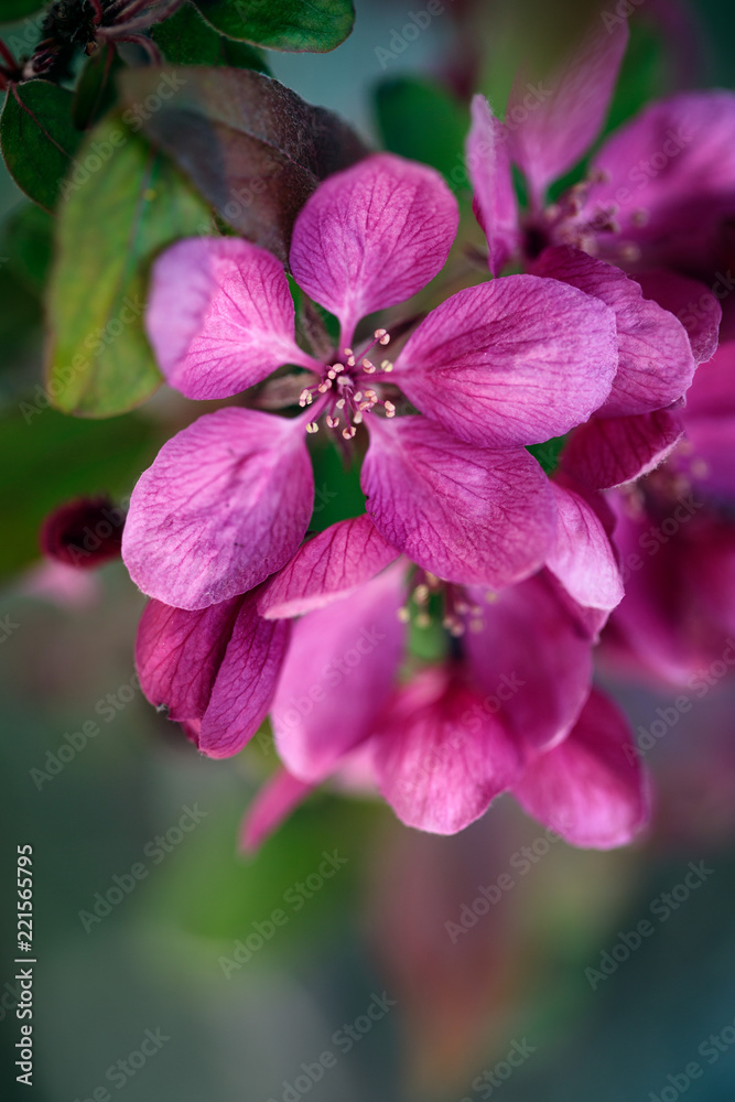 Soft pink cherry blossoms in spring Soft pink cherry blossoms in spring