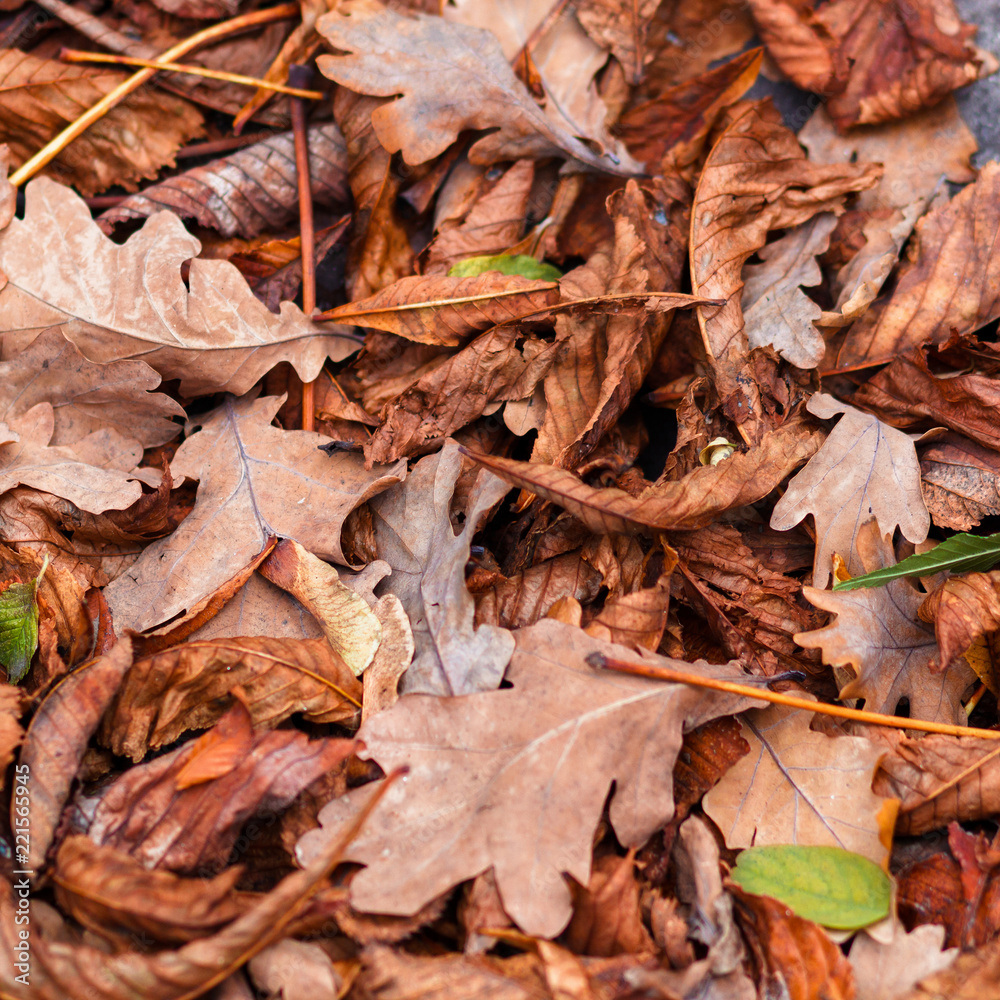 Fallen leaves of chestnut, maple, oak, acacia. Brown, red, orange and gren Autumn Leaves Background Fallen leaves of chestnut, maple, oak, acacia. Brown, red, orange and gren Autumn Leaves Background