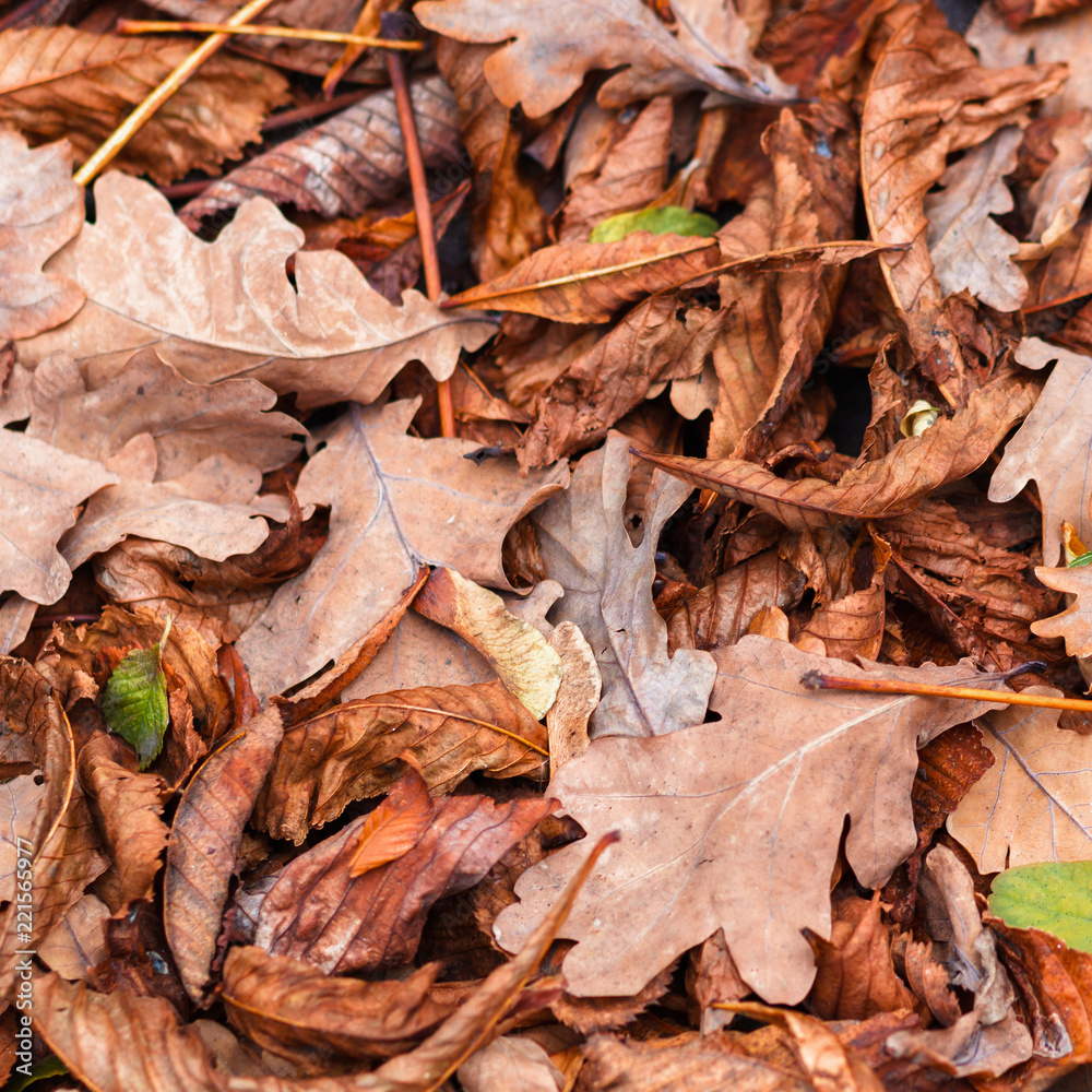 Fallen leaves of chestnut, maple, oak, acacia. Brown, red, orange and gren Autumn Leaves Background