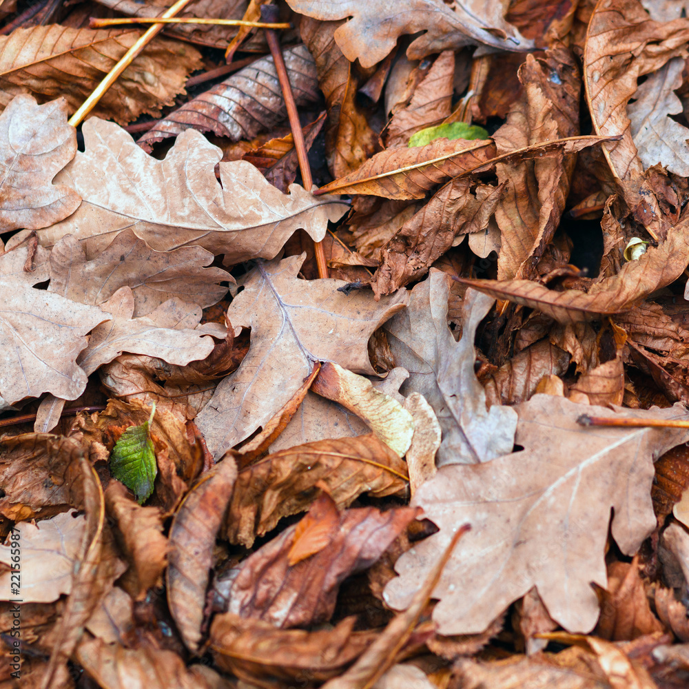 Fallen leaves of chestnut, maple, oak, acacia. Brown, red, orange and gren Autumn Leaves Background Fallen leaves of chestnut, maple, oak, acacia. Brown, red, orange and gren Autumn Leaves Background