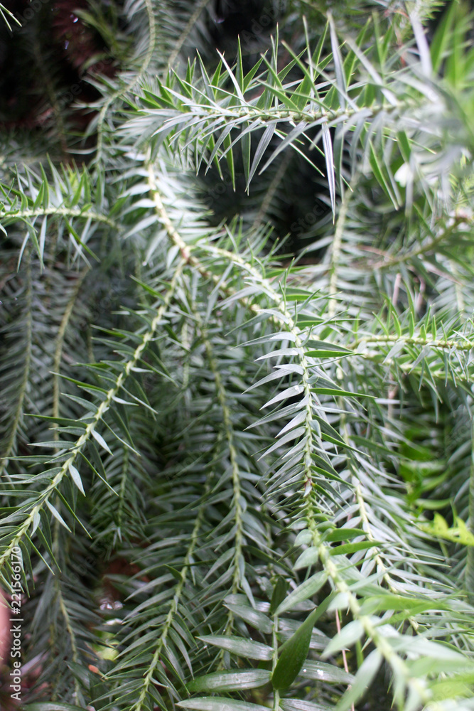 Green needles Green needles