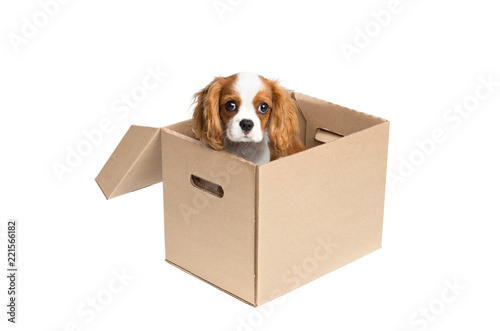Puppy sitting in cardboard box. 