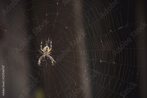 A large garden spider sits on a cobweb.