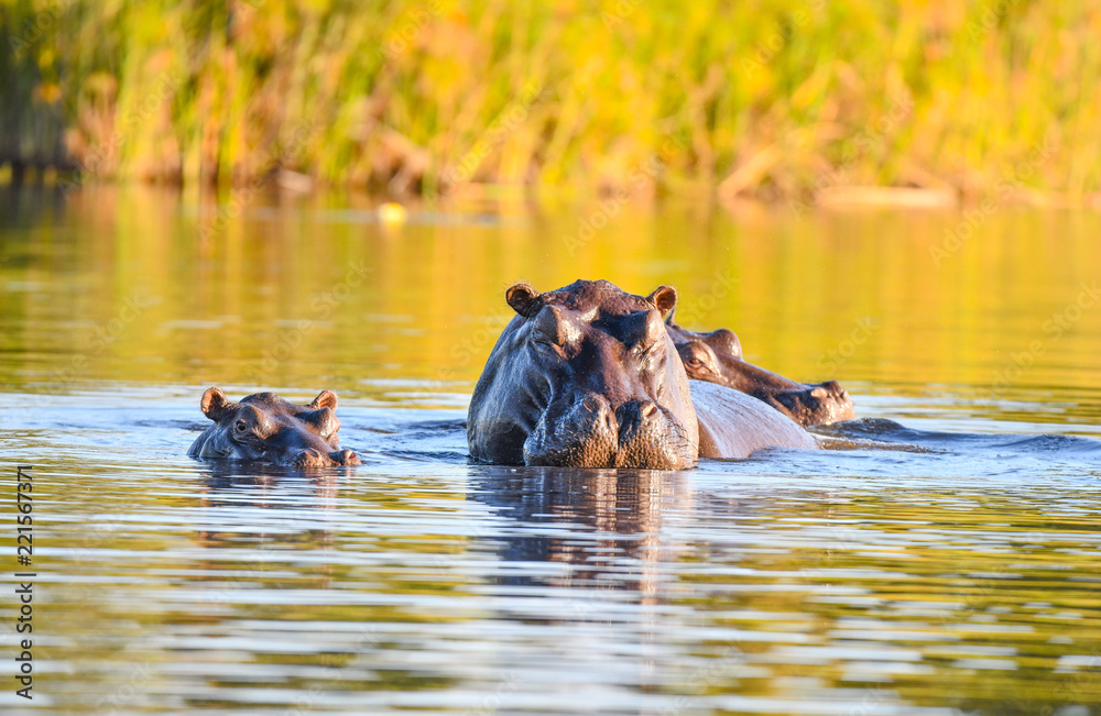 Fototapeta premium Nilpferd im Chobe River