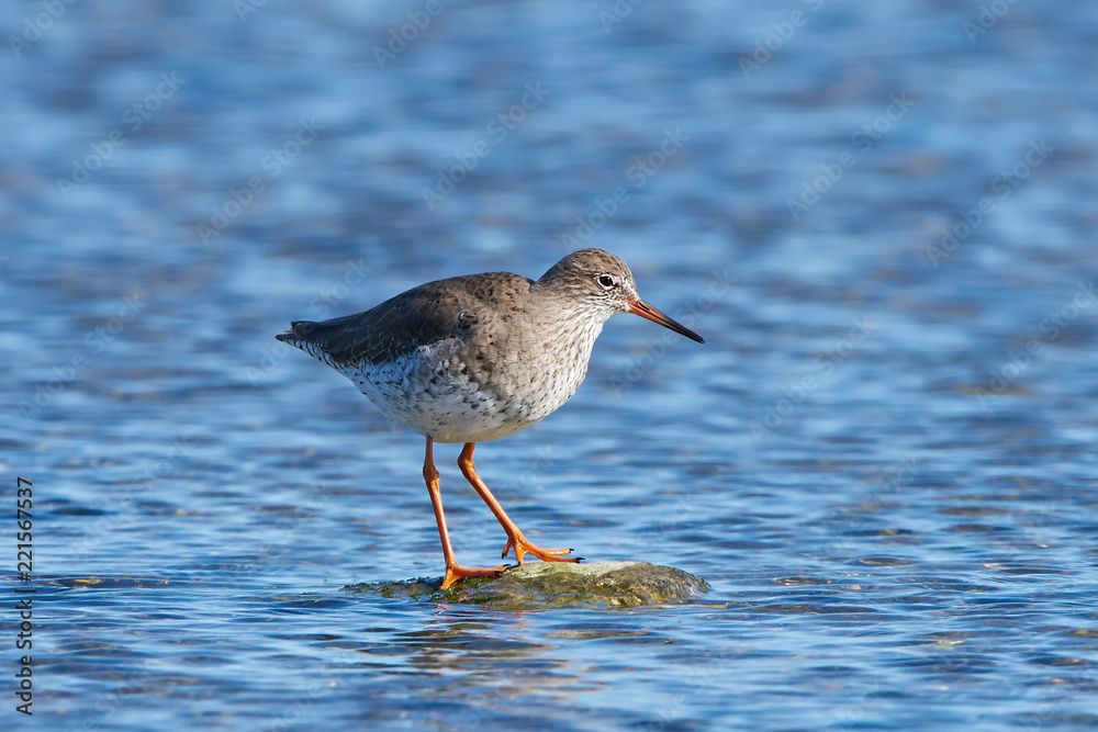 Common redshank (Tringa totanus) Common redshank (Tringa totanus)