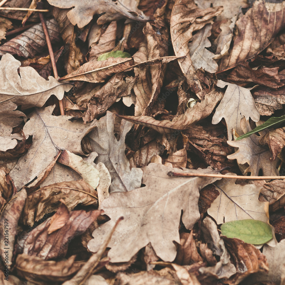 Fallen leaves of chestnut, maple, oak, acacia. Brown, red, orange and gren Autumn Leaves Background. Soft colors Fallen leaves of chestnut, maple, oak, acacia. Brown, red, orange and gren Autumn Leaves Background. Soft colors