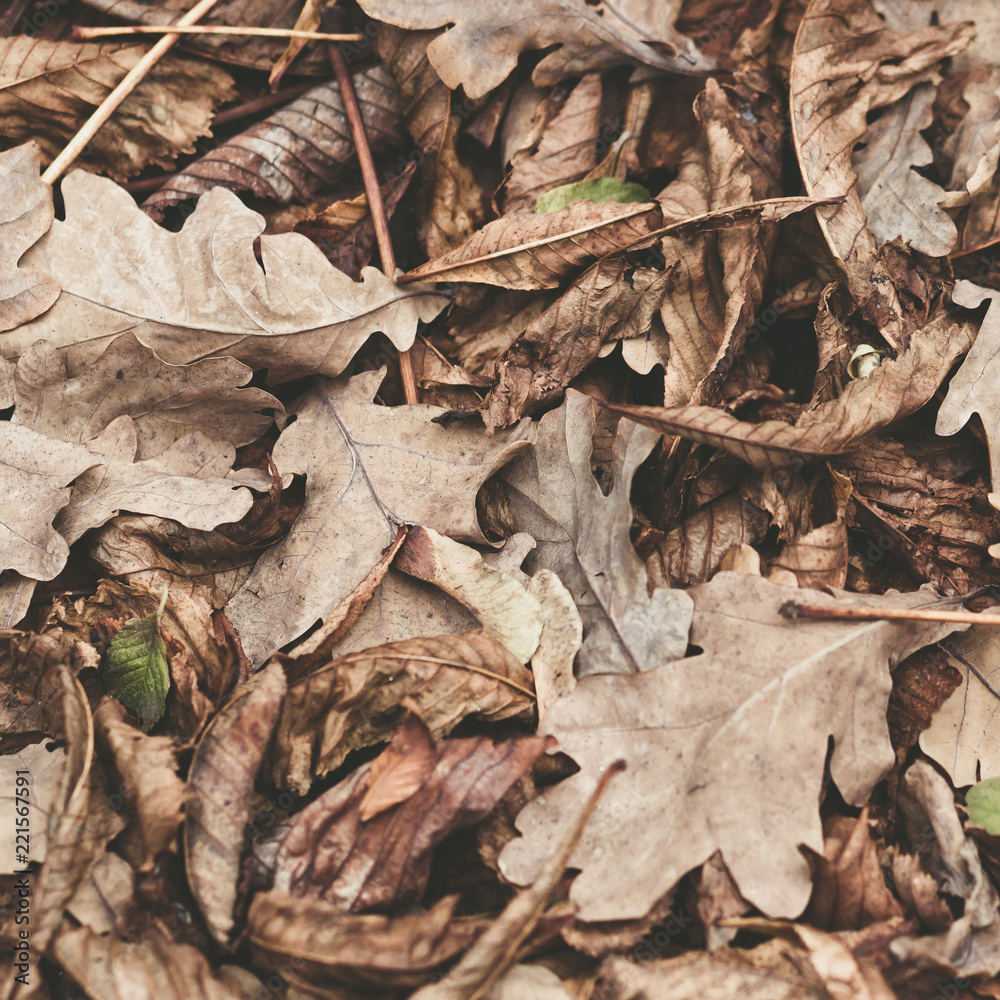 Fallen leaves of chestnut, maple, oak, acacia. Brown, red, orange and gren Autumn Leaves Background. Soft colors