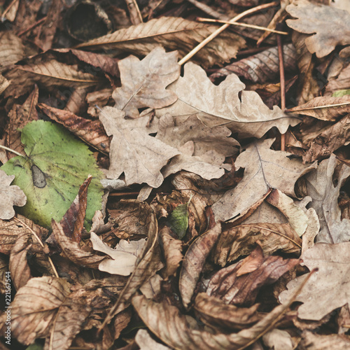 Fallen leaves of chestnut, maple, oak, acacia. Brown, red, orange and gren Autumn Leaves Background. Soft colors