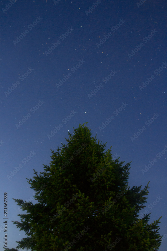 Fototapeta premium christmas tree and stars
