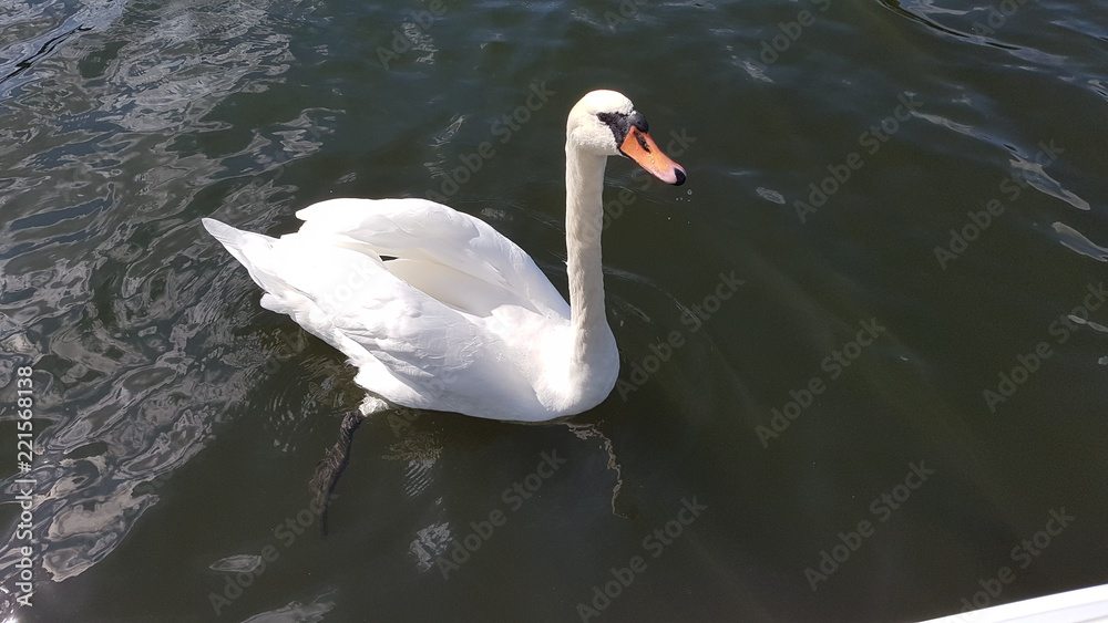 Obraz premium Schwan