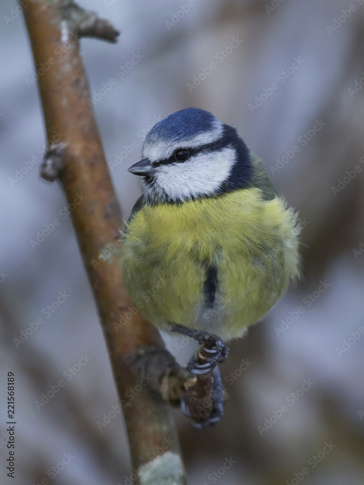 Obraz premium Eurasian blue tit (Cyanistes caeruleus)