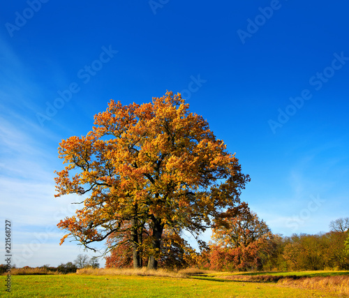 Autumn Landscape, Meadow with Oak Trees, Leaves Changing Colour, blue sky