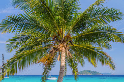 coconut palm tree, Similan island Thailand.