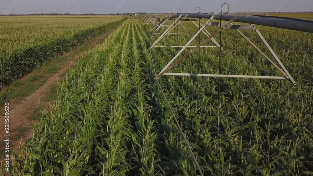 Drone footage, aerial view of water irrigation system in cultivated cornfield